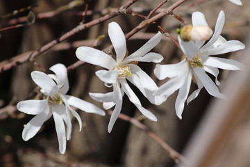 Kwiaty magnolii.