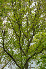 Tree branches and green leaves