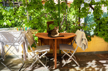 Calm cat in a sunny urban yard