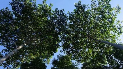 tree branches against blue sky in the forrest