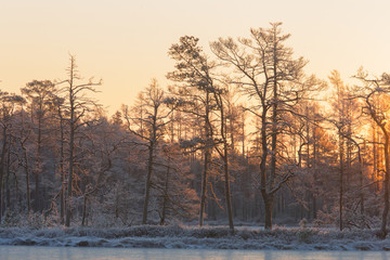 Frosty trees near a frozen lake in Winter