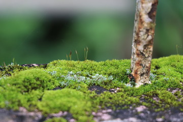 Iron rod used in foundation covered by green moss
