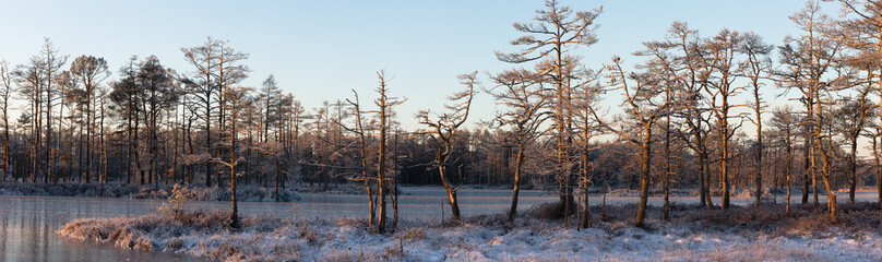 Bare trees around a frozen lake in Winter morning