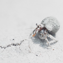 crab on the beach