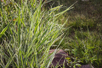 Lush blades of grass lawn texture in bright sunlight