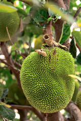 close up of fresh jackfruit on the tree