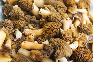 Full frame photo of Verpa bohemica mushrooms