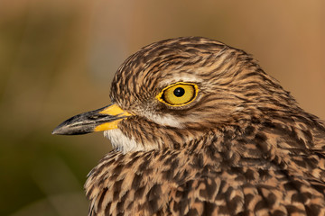Spotted Thick knee bird close up photos of eye and head.