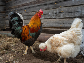 Beautiful rooster and white chicken in the village