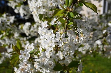 apple tree blossom