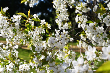 white cherry blossom