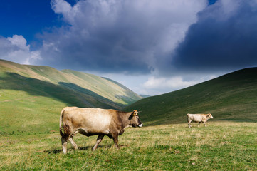 cattle in the wild