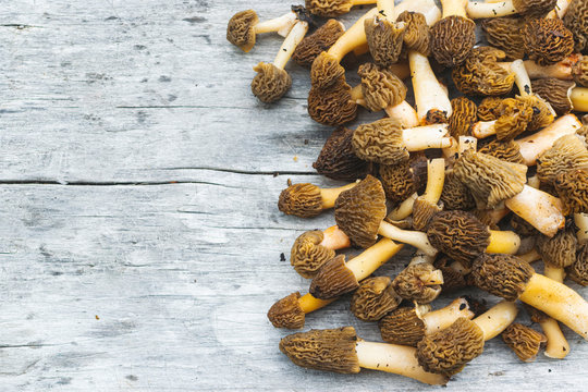 Verpa bohemica mushroom on wooden table with place for text