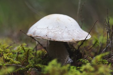 Closeup of white mushroom in moss with dark green background