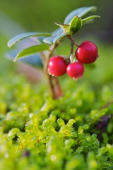 Closeup of cowberries in moss with light green background