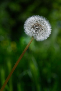 Beautiful dandalion flower  (Taraxacum officinale)