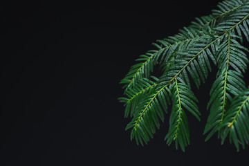 Pine leaves background.Green leaves with copy space.They are color tone dark in the morning. Green leaves from New Zealand.
