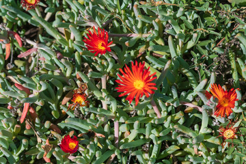 red and yellow flowers in a garden