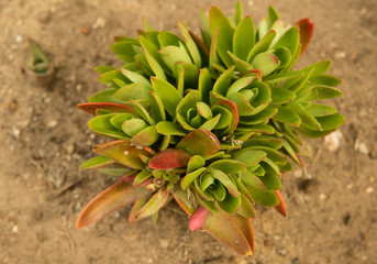 Bright green and red succulent plant