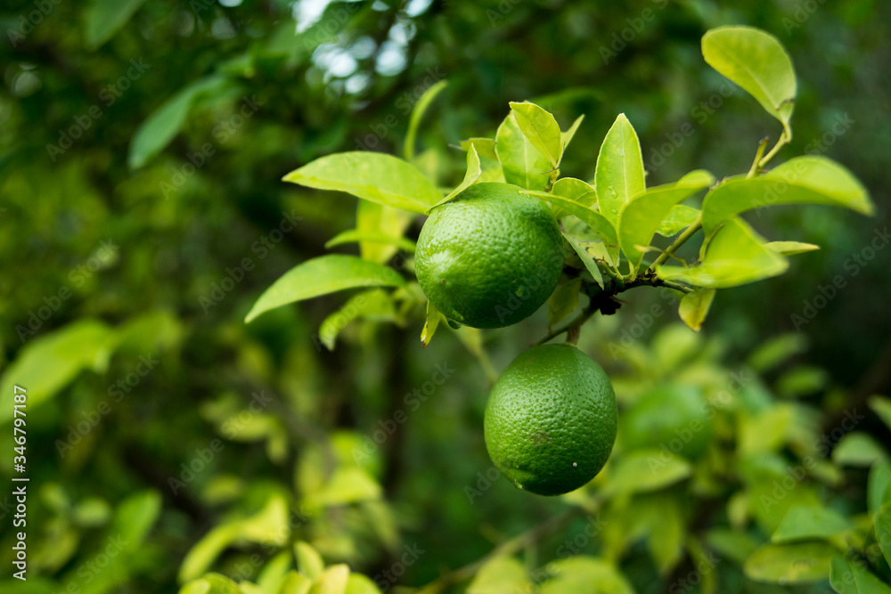 Wall mural green lemons on a lemon tree