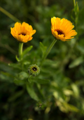 A bright yellow duo of flowers