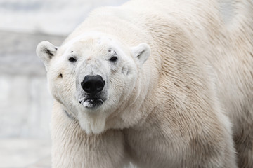 Fototapeta premium Portrait of a polar bear with snow in the mouth. angry big predator. white bear at the zoo