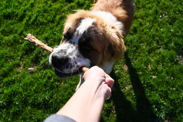 dog with a stick, playing fetch