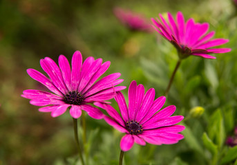 Obraz premium Bright purple Daisies