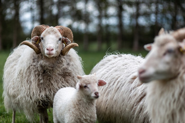 Obraz premium Schafsfamilie mit Lamm, Bock und Mutter auf der Wiese