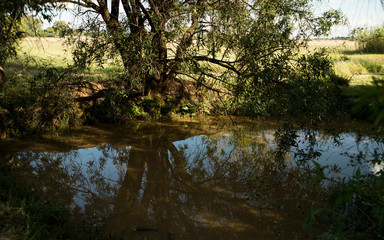 Fototapeta na wymiar Sky reflecting in the water next to a willow tree