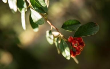 Bright red berries on a tree