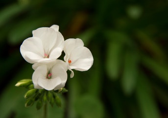A cluster of white Mallow flowers