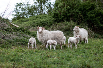 Fototapeta na wymiar Weiße Schafe und ihre Lämmer auf einer Wiese
