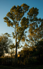 Bluegum tree with a vegetable garden in the foreground