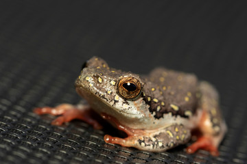 Painted reed frog with a dark background.  Found in South Africa, Western Cape province. 