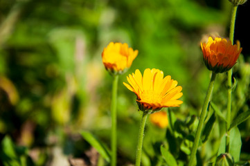 Obraz premium Meadow flower calendula yellow color in the summer field. Nature landscape. Tender background