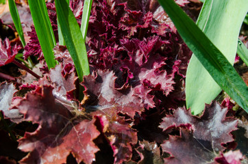 Red Heichera Leaves in the Garden