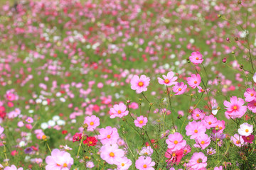 コスモス畑　秋のイメージ
