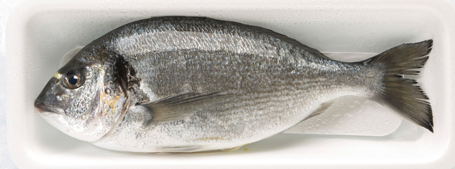 Orata disposta in una vaschetta isolata su sfondo bianco