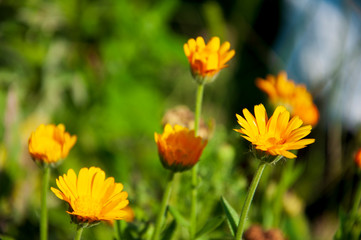 Meadow flower calendula yellow color in the summer field. Nature landscape. Tender background