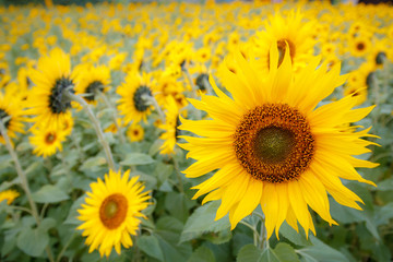 ひまわり畑　夏のイメージ
