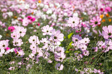 Fototapeta premium コスモス畑 秋のイメージ
