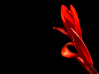 Dramatic red Canna flower against black background