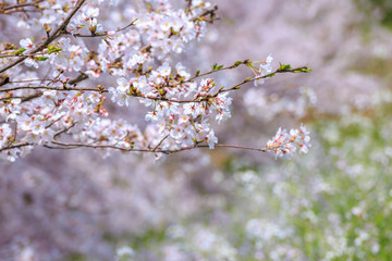 桜の花　春のイメージ