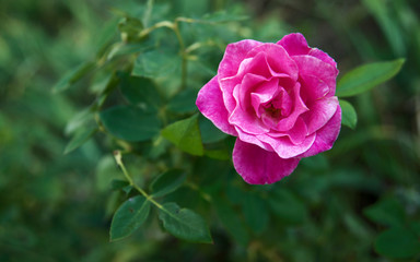 Bright pink rose blooming