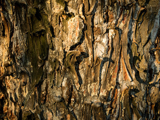 A full-frame closeup of tree bark