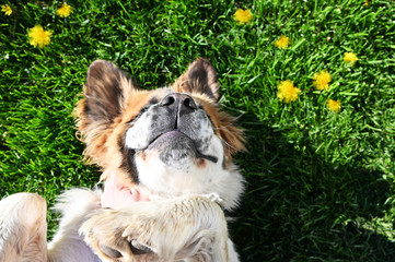 happy dog in the grass