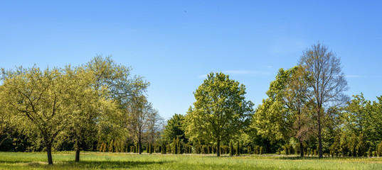 Fototapeta na wymiar Hintergrund- Banner-Landschaft, grüne Bäume im frühen Sommer, Wiesen und blauer Himmel