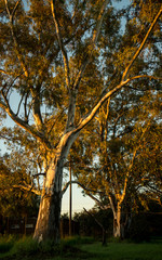 Sunlight falls on Bluegum trees