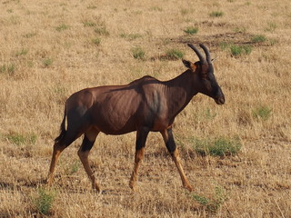 Wildlife, Safari, Game Drive, Maasai Mara, Kenya
